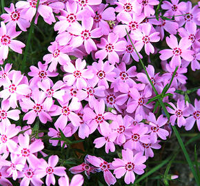 Plamenka 'Rosette' - Phlox kelseyi 'Rosette'