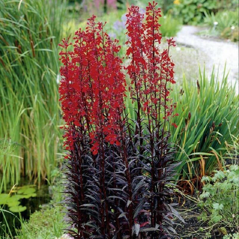 Lobelka 'Elmfeuer' - Lobelia fulgens 'Elmfeuer'