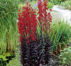 Lobelka 'Elmfeuer' - Lobelia fulgens 'Elmfeuer'