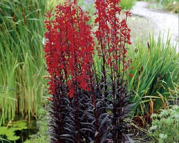 Lobelka 'Elmfeuer'