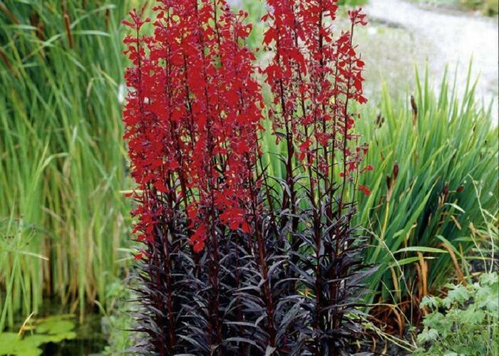 Lobelka 'Elmfeuer' - Lobelia fulgens 'Elmfeuer'