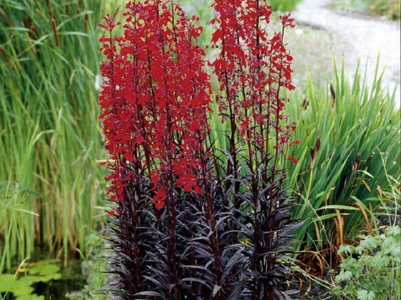 Lobelka 'Elmfeuer' - Lobelia fulgens 'Elmfeuer'