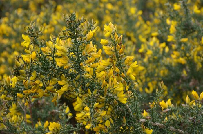 Hlodáš evropský - Ulex europaea