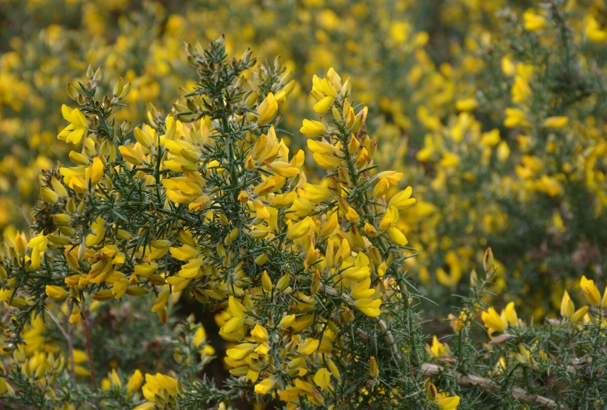 Hlodáš evropský - Ulex europaea