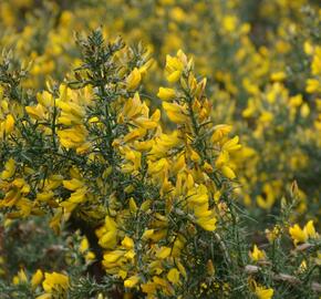 Hlodáš evropský - Ulex europaea