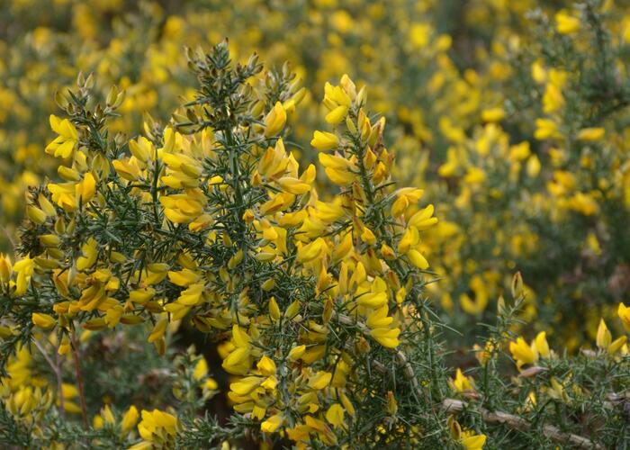 Hlodáš evropský - Ulex europaea