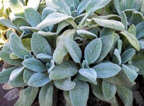 Čistec vlnatý 'Silky Fleece' - Stachys byzantina 'Silky Fleece'