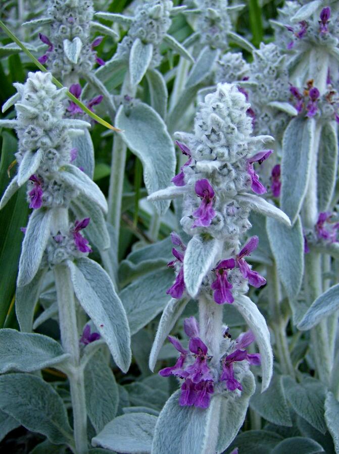 Čistec vlnatý 'Silky Fleece' - Stachys byzantina 'Silky Fleece'