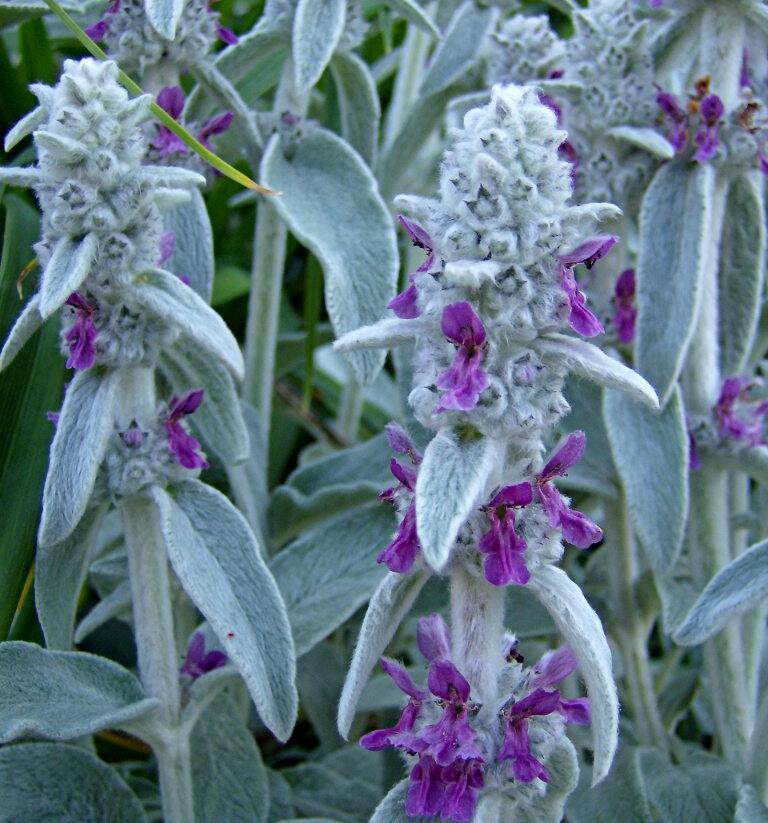 Čistec vlnatý 'Silky Fleece' - Stachys byzantina 'Silky Fleece'