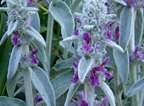 Čistec vlnatý 'Silky Fleece' - Stachys byzantina 'Silky Fleece'