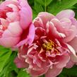 Pivoňka Itoh-hybrid 'Hillary' - Paeonia Itoh-hybrid 'Hillary'