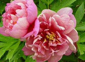 Pivoňka Itoh-hybrid 'Hillary' - Paeonia Itoh-hybrid 'Hillary'
