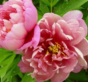 Pivoňka Itoh-hybrid 'Hillary' - Paeonia Itoh-hybrid 'Hillary'