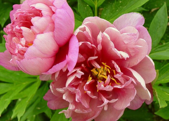 Pivoňka Itoh-hybrid 'Hillary' - Paeonia Itoh-hybrid 'Hillary'