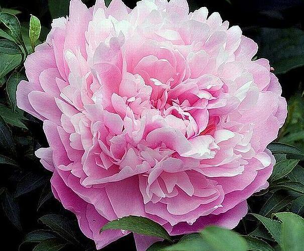 Pivoňka bělokvětá 'Dinner Plate' - Paeonia lactiflora 'Dinner Plate'