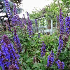 Šalvěj nádherná 'Edula Blue' - Salvia superba 'Edula Blue'