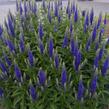 Rozrazil klasnatý 'Atomic Blue' - Veronica spicata 'Atomic Blue'