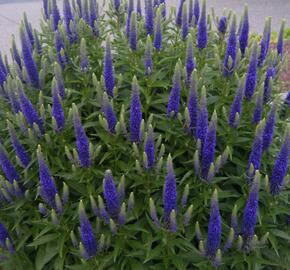 Rozrazil klasnatý 'Atomic Blue' - Veronica spicata 'Atomic Blue'