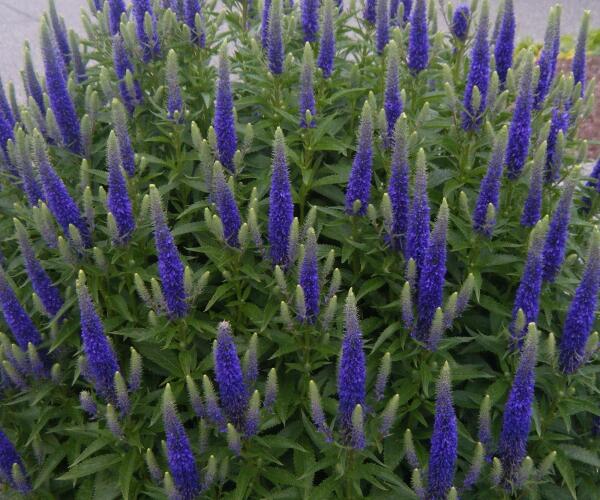 Rozrazil klasnatý 'Atomic Blue' - Veronica spicata 'Atomic Blue'