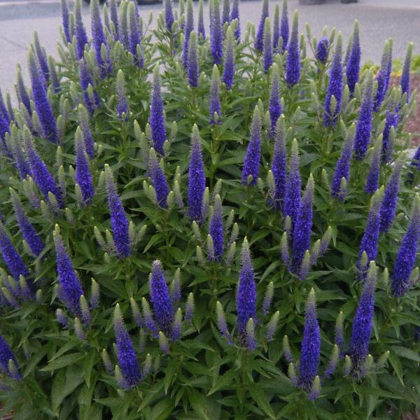 Rozrazil klasnatý 'Atomic Blue' - Veronica spicata 'Atomic Blue'