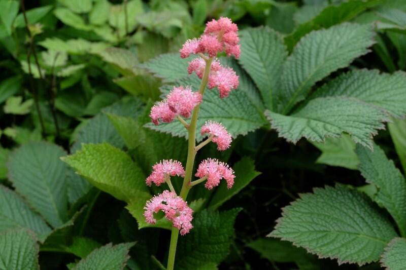 Rodgersie 'Die Schöne' - Rodgersia 'Die Schöne'