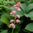 Rodgersie 'Die Schöne' - Rodgersia 'Die Schöne'