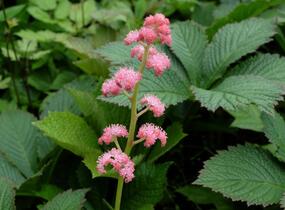 Rodgersie 'Die Schöne' - Rodgersia 'Die Schöne'