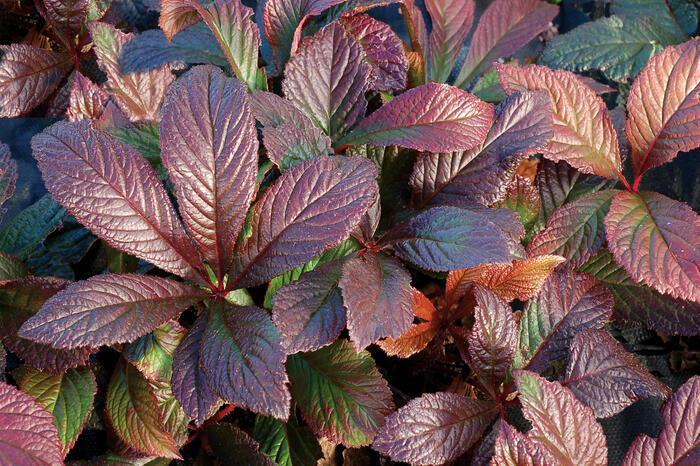 Rodgersie 'Bronze Peacock' - Rodgersia 'Bronze Peacock'