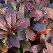 Rodgersie 'Bronze Peacock' - Rodgersia 'Bronze Peacock'