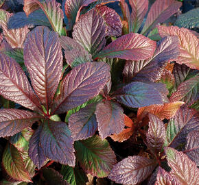 Rodgersie 'Bronze Peacock' - Rodgersia 'Bronze Peacock'