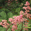 Rodgersie 'Bronze Peacock' - Rodgersia 'Bronze Peacock'