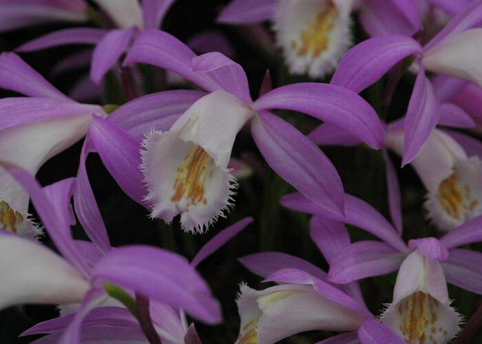 Plejonka - Pleione formosana