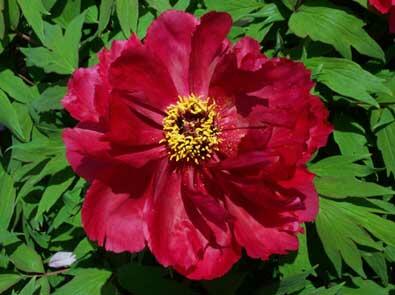 Pivoňka dřevitá 'Taiyo' - Paeonia suffruticosa 'Taiyo'