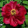 Pivoňka dřevitá 'Taiyo' - Paeonia suffruticosa 'Taiyo'