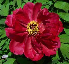 Pivoňka dřevitá 'Taiyo' - Paeonia suffruticosa 'Taiyo'