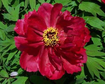 Pivoňka dřevitá 'Taiyo'