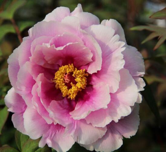 Pivoňka dřevitá 'Shimanofuji' - Paeonia suffruticosa 'Shimanofuji'