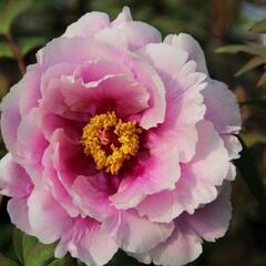 Pivoňka dřevitá 'Shimanofuji' - Paeonia suffruticosa 'Shimanofuji'