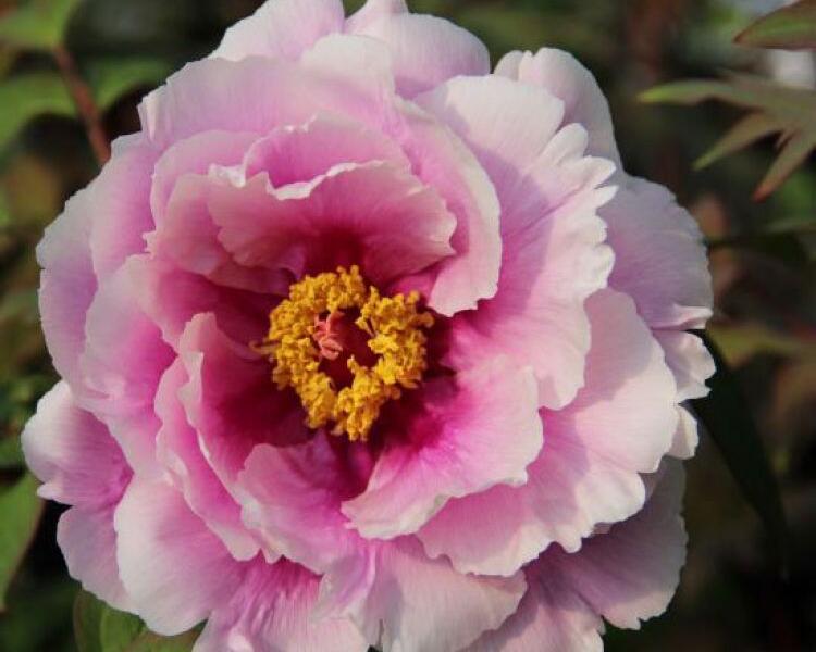 Pivoňka dřevitá 'Shimanofuji' - Paeonia suffruticosa 'Shimanofuji'