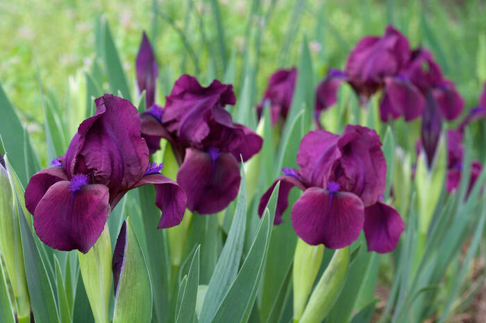 Kosatec nízký 'Cherry Garden' - Iris barbata-nana 'Cherry Garden'