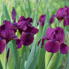 Kosatec nízký 'Cherry Garden' - Iris barbata-nana 'Cherry Garden'