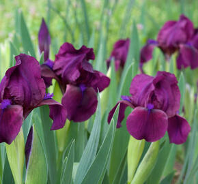 Kosatec nízký 'Cherry Garden' - Iris barbata-nana 'Cherry Garden'