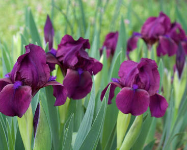 Kosatec nízký 'Cherry Garden'