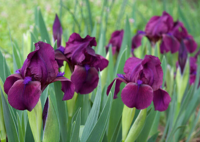 Kosatec nízký 'Cherry Garden' - Iris barbata-nana 'Cherry Garden'