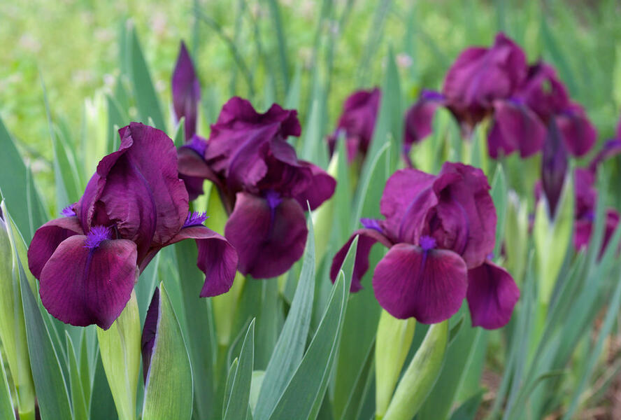 Kosatec nízký 'Cherry Garden' - Iris barbata-nana 'Cherry Garden'