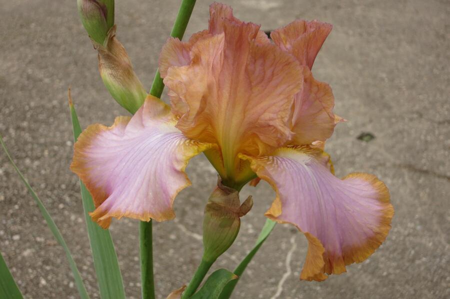 Kosatec německý 'Real Delight' - Iris barbata-elatior 'Real Delight'