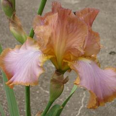 Kosatec německý 'Real Delight' - Iris barbata-elatior 'Real Delight'