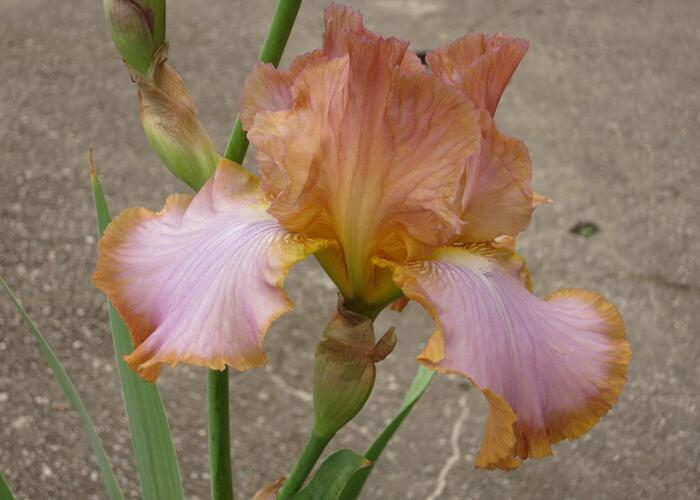 Kosatec německý 'Real Delight' - Iris barbata-elatior 'Real Delight'