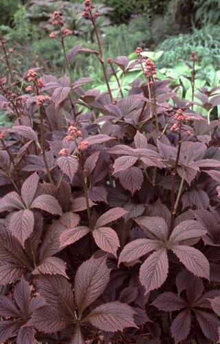 Rodgersie 'Chocolate Wings' - Rodgersia pinnata 'Chocolate Wings'