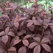 Rodgersie 'Chocolate Wings' - Rodgersia pinnata 'Chocolate Wings'